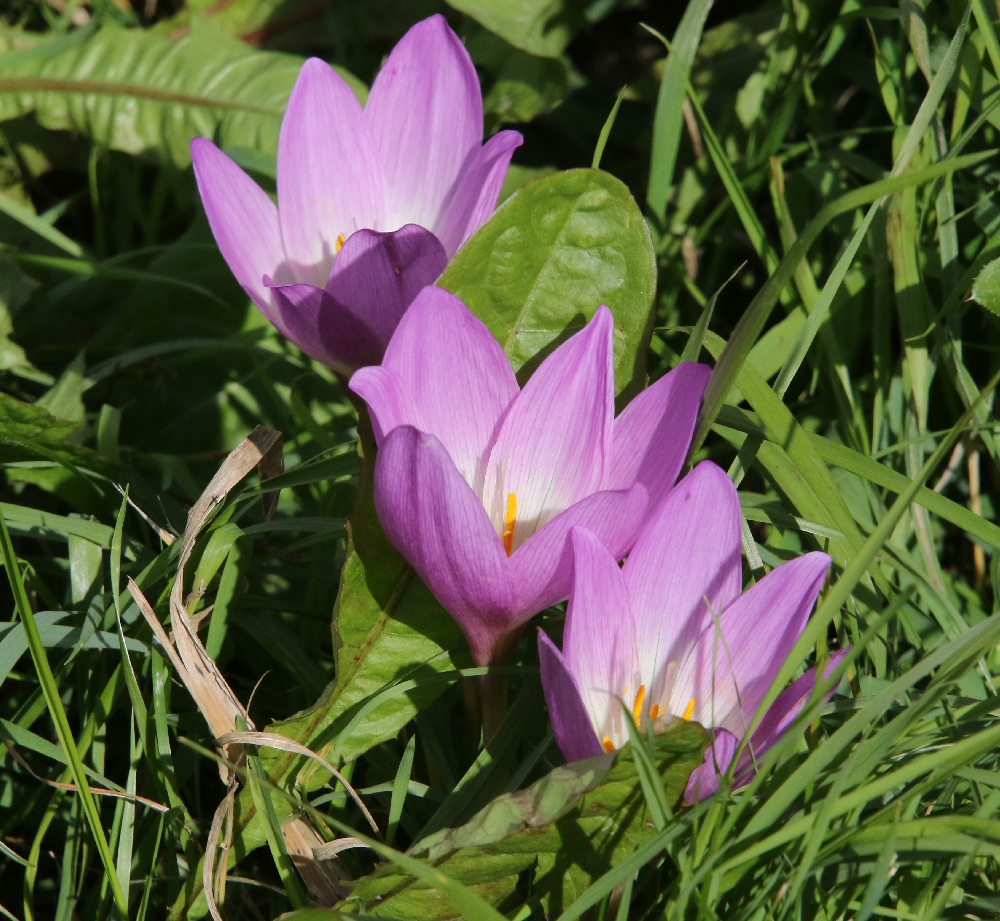 Image of Colchicum speciosum specimen.