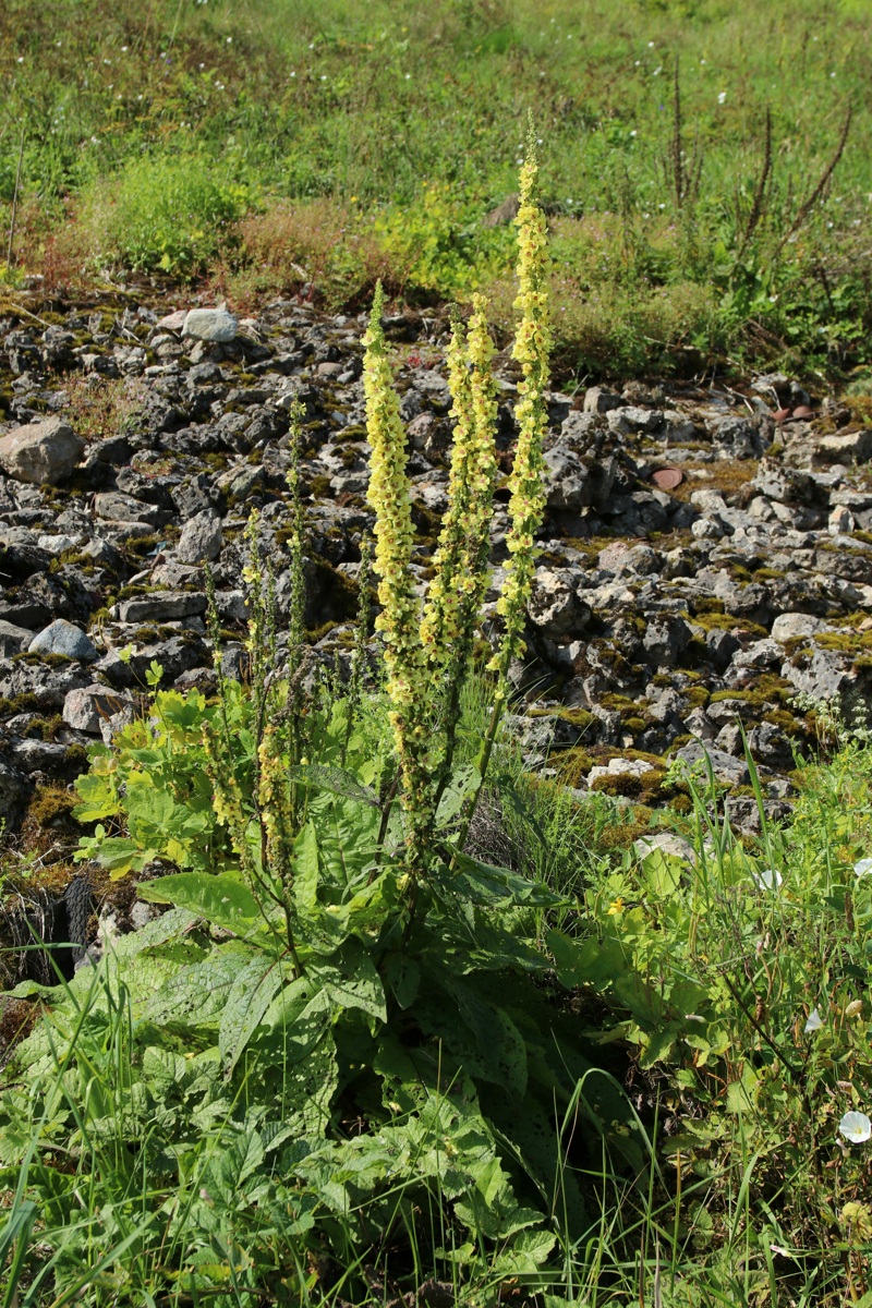 Image of Verbascum nigrum specimen.