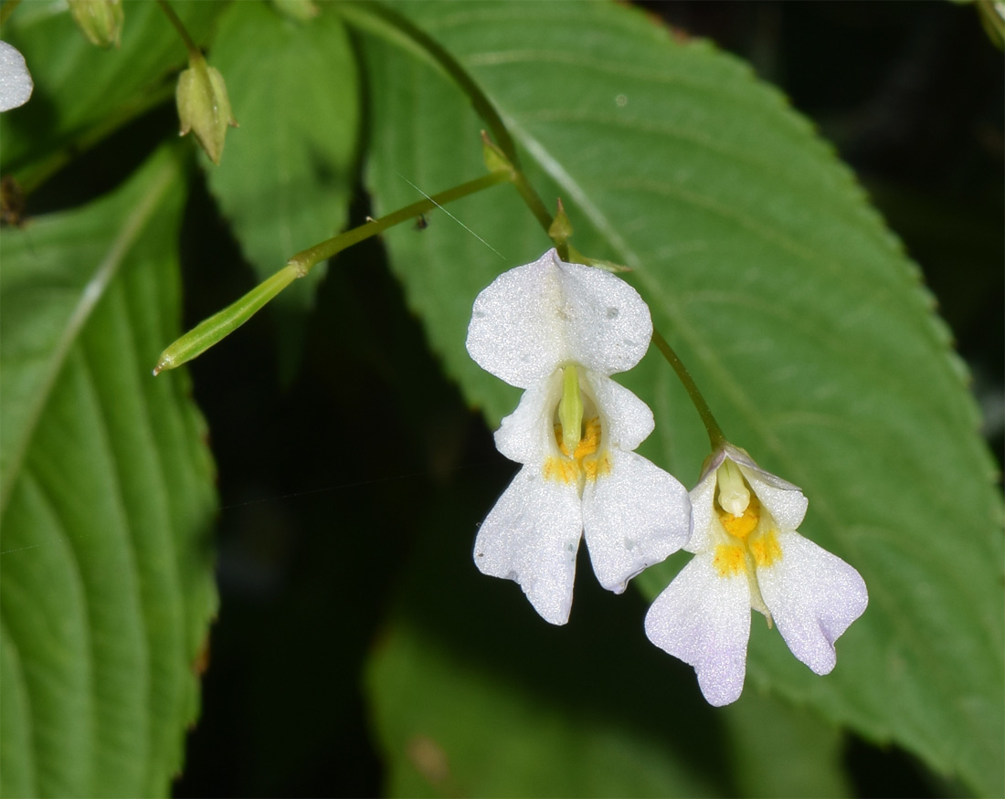Image of Impatiens parviflora specimen.