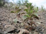 Смотреть изображение Ziziphora graveolens