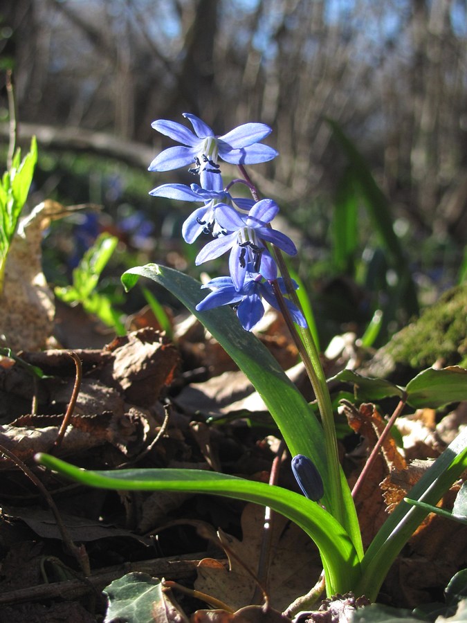 Image of Scilla siberica specimen.