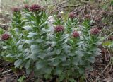 View full-size image Rhodiola heterodonta
