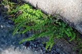 View full-size image Asplenium trichomanes