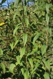 View full-size image Solidago canadensis