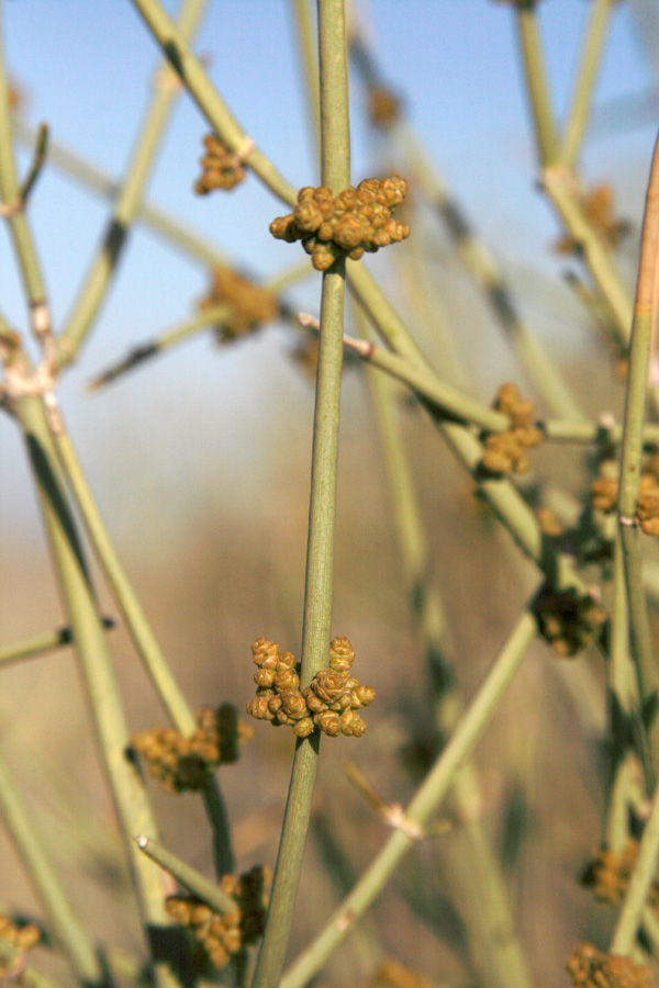 Изображение особи Ephedra strobilacea.