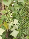 View full-size image Ipomoea batatas