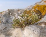 View full-size image Minuartia oreina