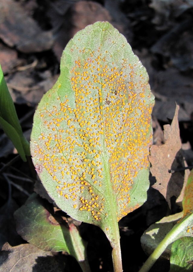 Image of Pyrola minor specimen.