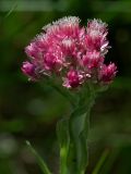 Antennaria dioica. Соцветие. Украинские Карпаты, Свалявский район, луг на вершине горы Ясенивка у с. Солочин. 30 мая 2011 г.