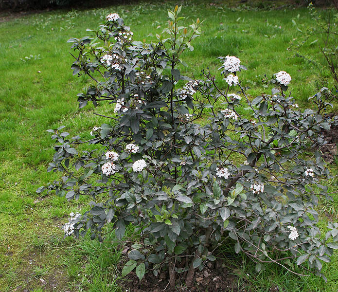 Image of Viburnum tinus specimen.