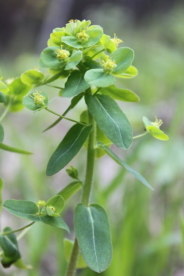 Изображение особи Euphorbia jenisseiensis.