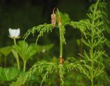 Equisetum sylvaticum