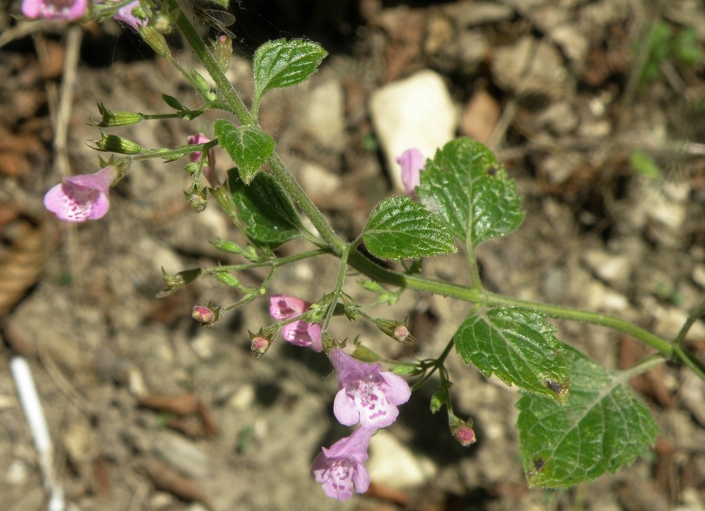 Image of Clinopodium nepeta specimen.