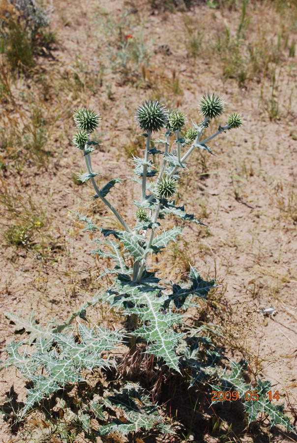 Изображение особи Echinops leucographus.