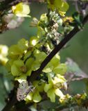 Verbascum lychnitis