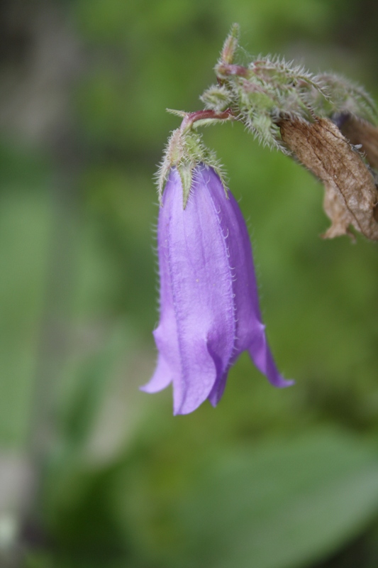 Изображение особи Campanula praealta.