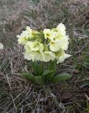 Primula ruprechtii