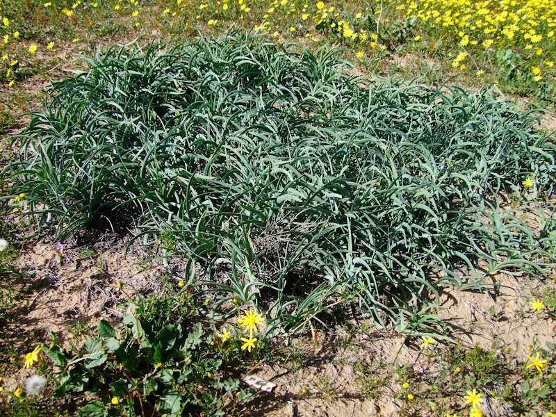 Image of Iris mariae specimen.