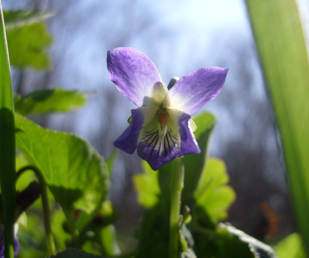 Image of genus Viola specimen.