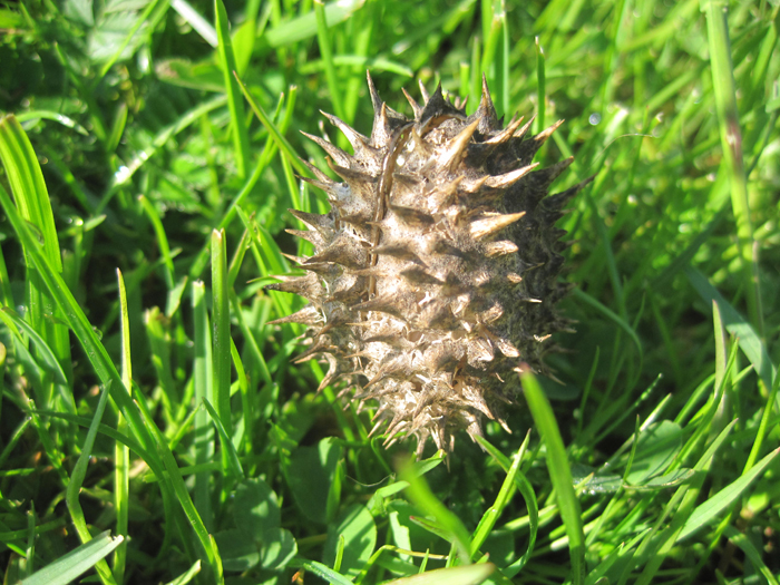 Image of Datura stramonium specimen.