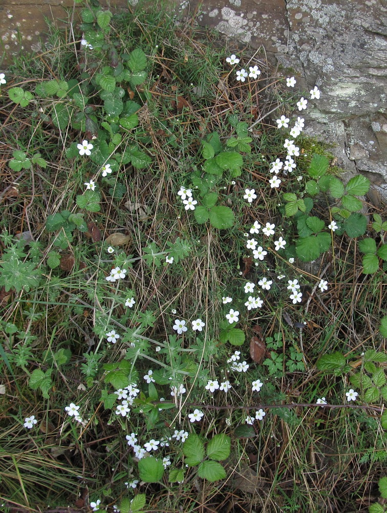 Image of Arenaria intricata specimen.