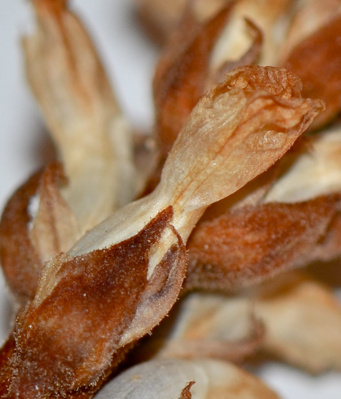 Image of Orobanche cernua specimen.