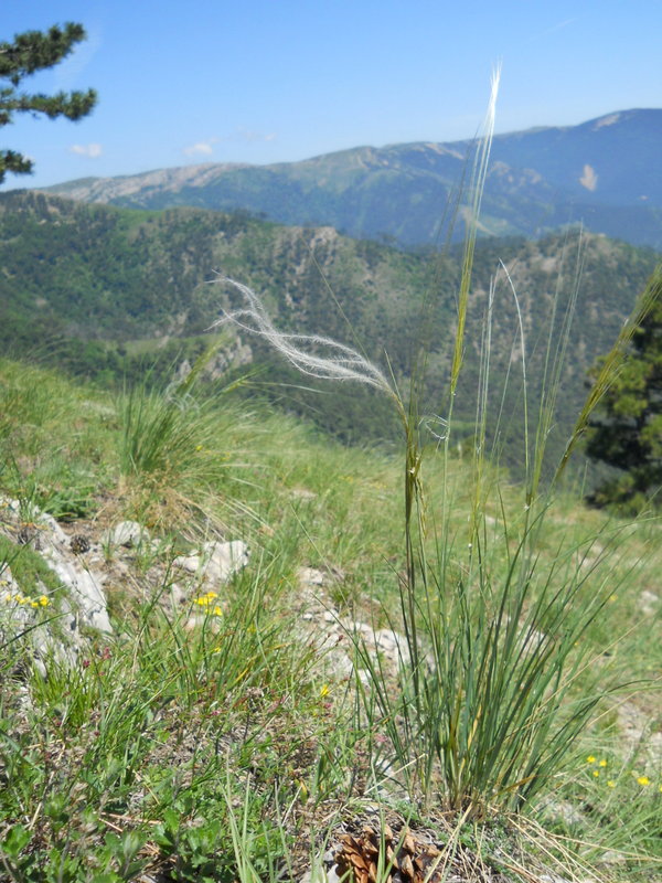 Image of genus Stipa specimen.