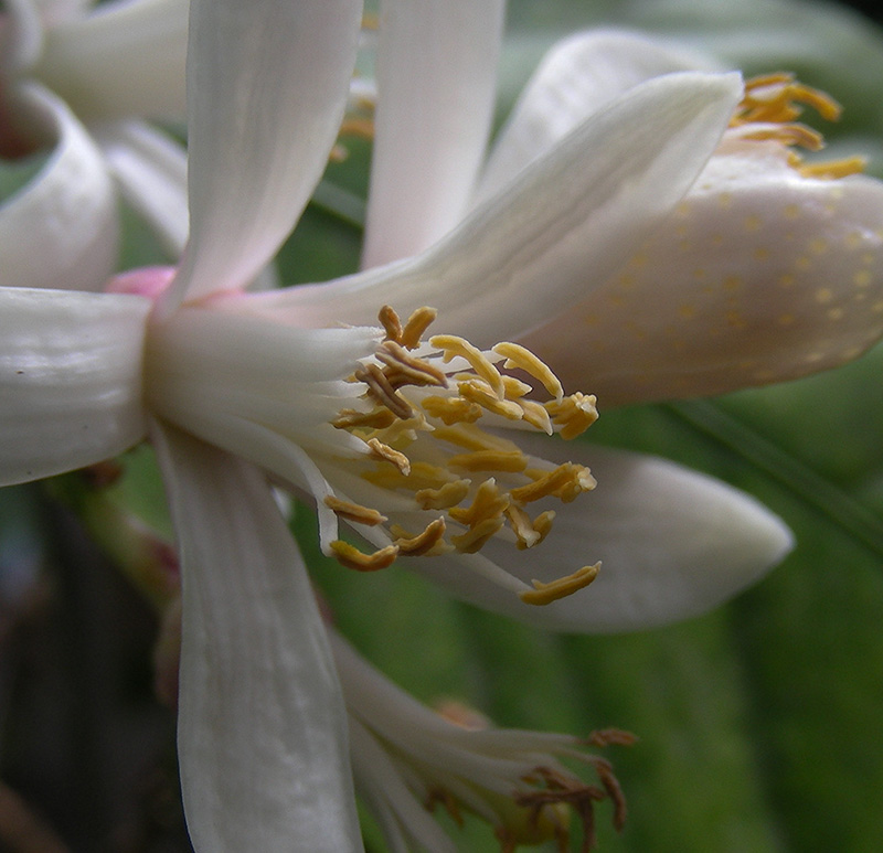 Image of Citrus limon specimen.