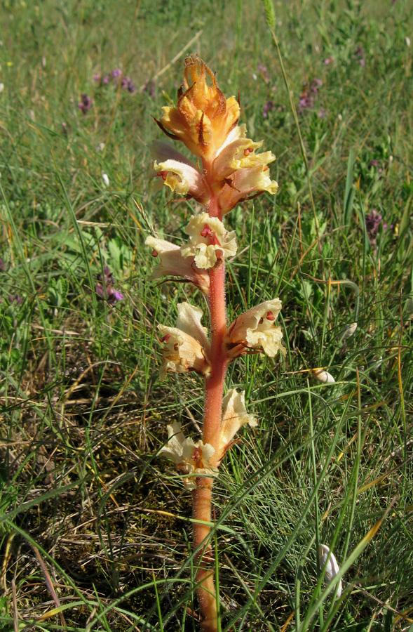 Image of Orobanche alba specimen.