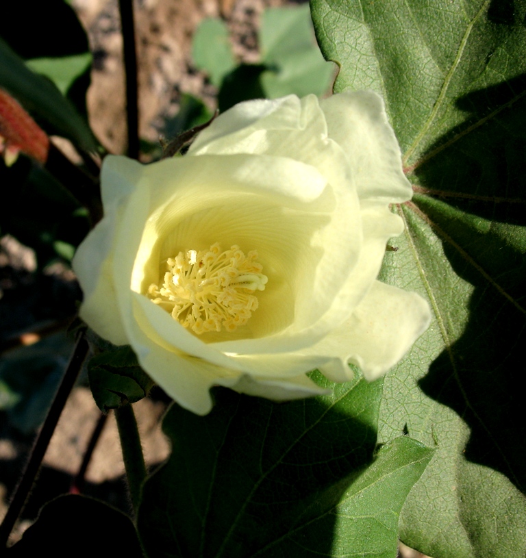 Image of Gossypium peruvianum specimen.