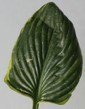 Hosta fortunei. Лист (культивар 'Aureo-marginata'). Германия, г. Кемпен, в парке. 10.07.2012.