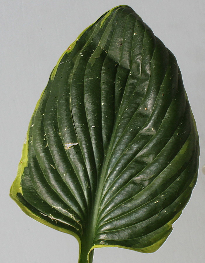 Image of Hosta fortunei specimen.