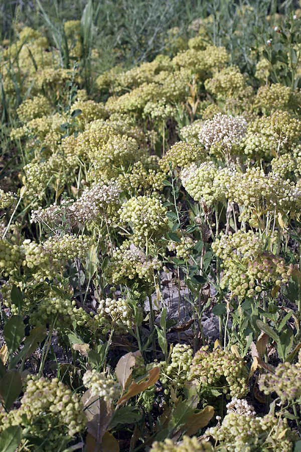 Image of Cardaria repens specimen.