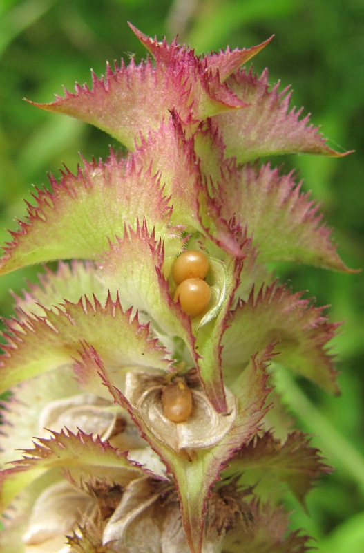 Image of Melampyrum cristatum specimen.