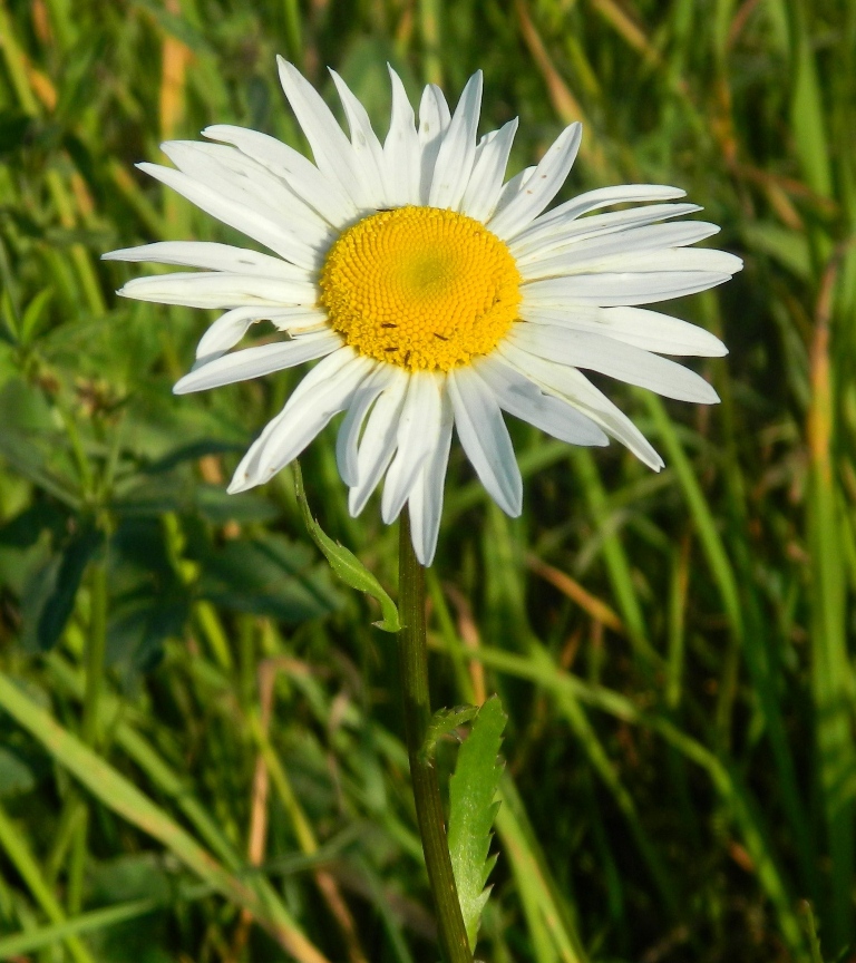 Image of Leucanthemum vulgare specimen.