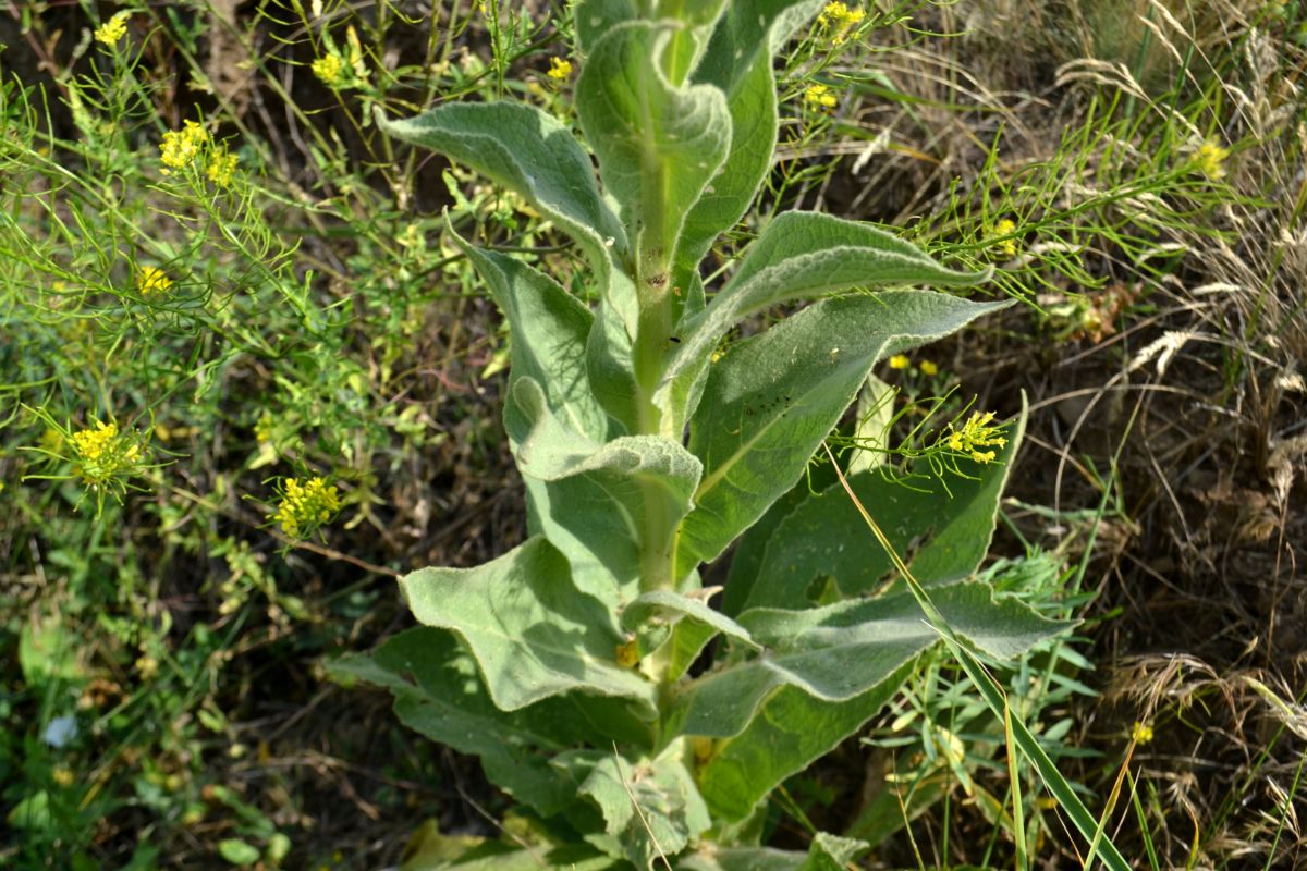 Image of Verbascum densiflorum specimen.