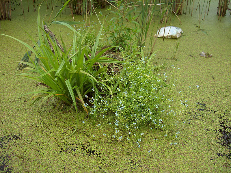 Image of Myosotis palustris specimen.