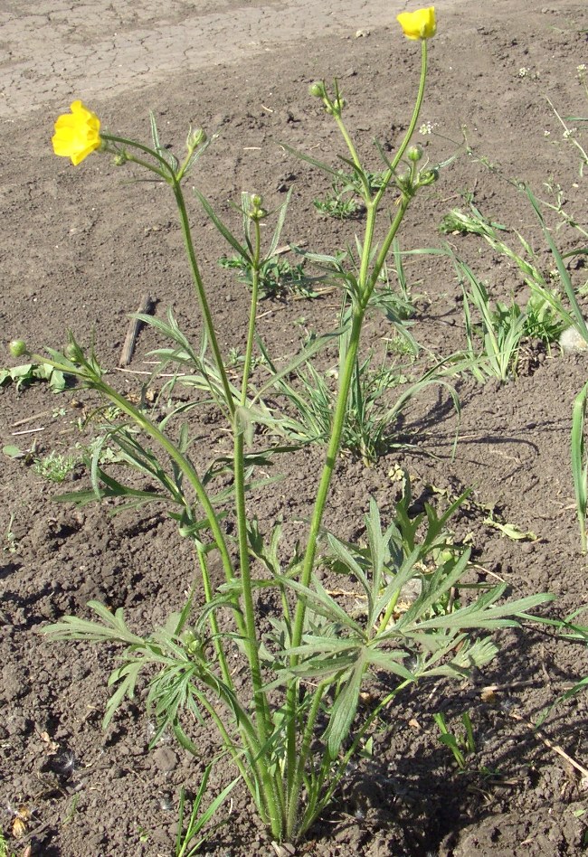 Image of Ranunculus polyanthemos specimen.