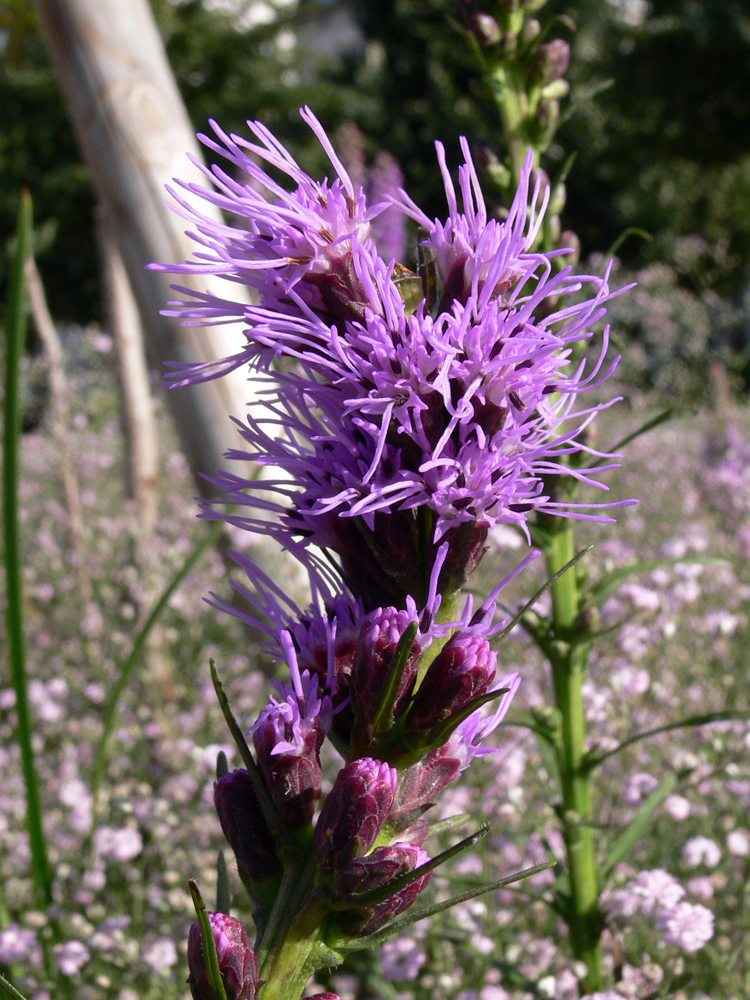 Image of Liatris spicata specimen.