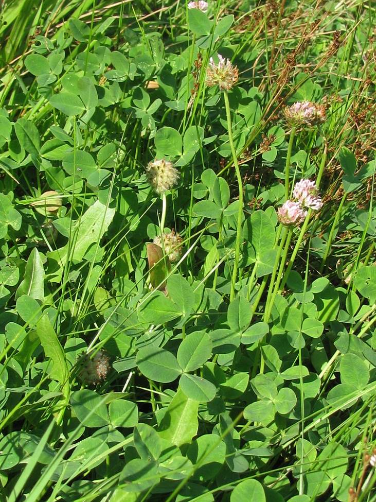 Image of Trifolium fragiferum specimen.