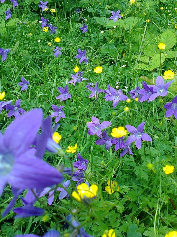 Image of Campanula patula specimen.