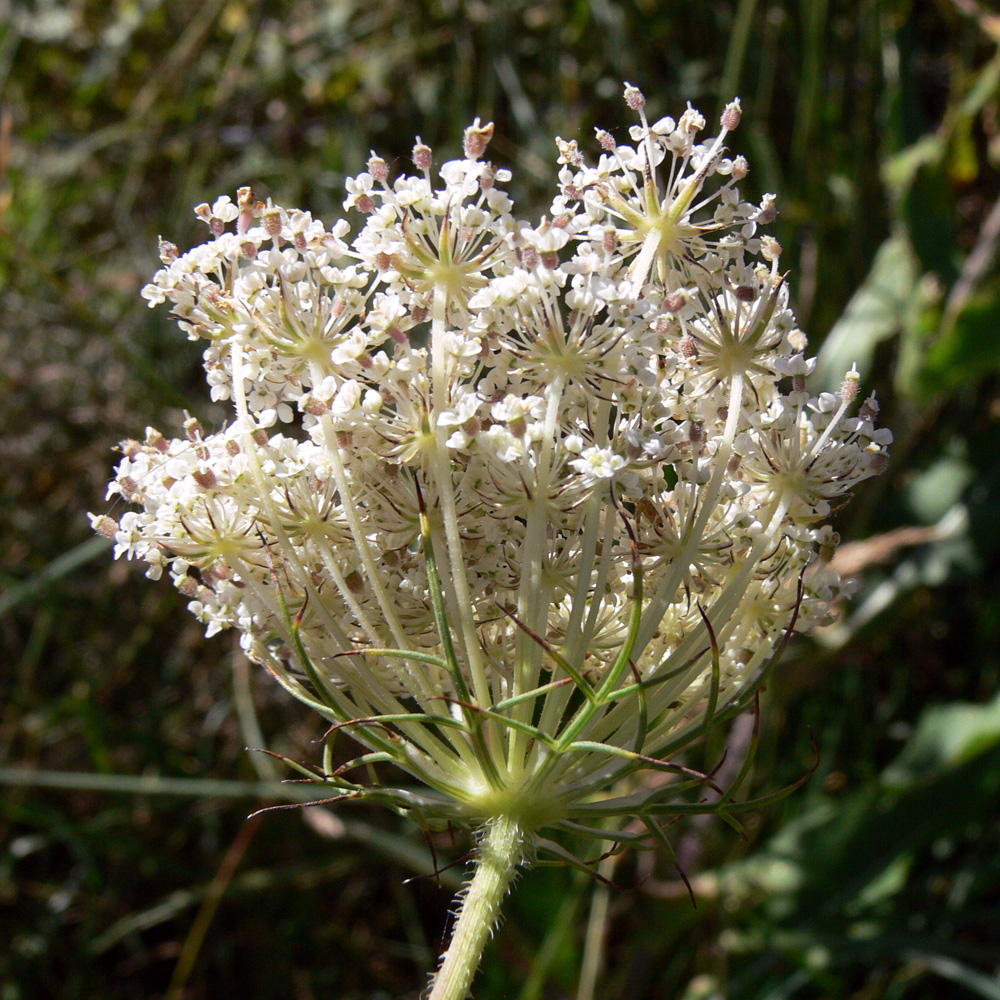 Image of Daucus carota specimen.