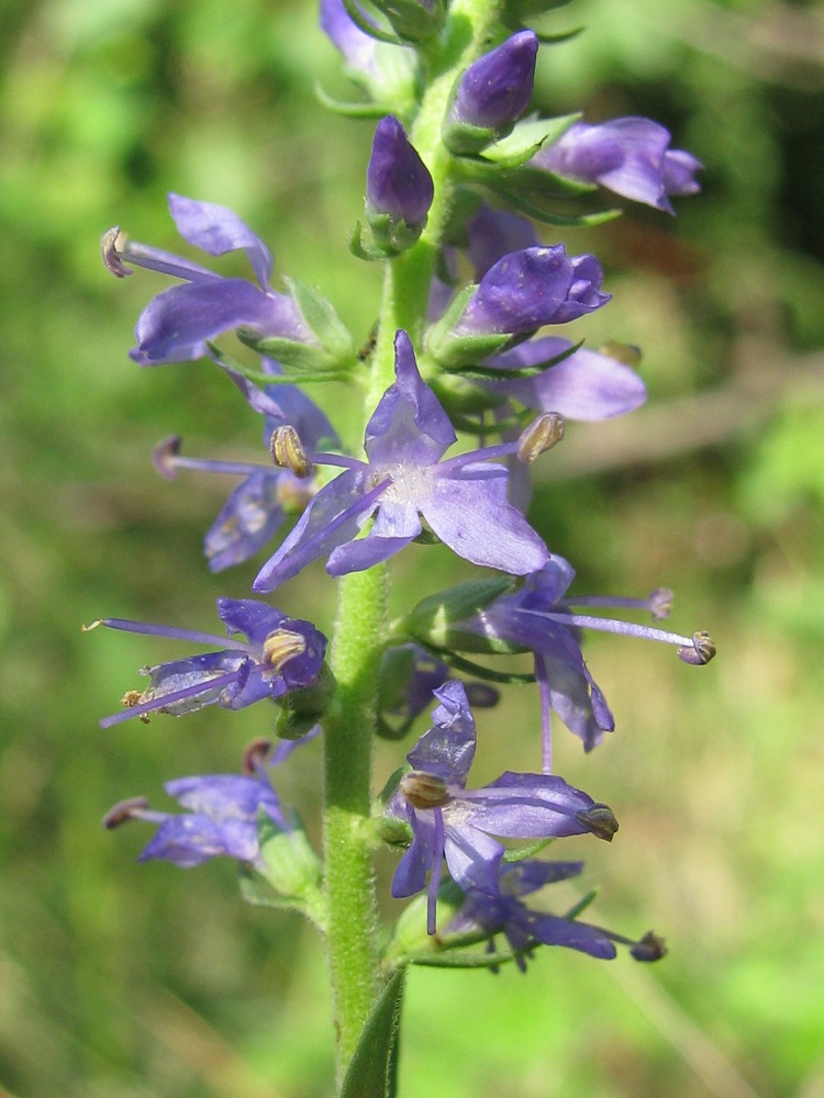 Image of Veronica spicata specimen.