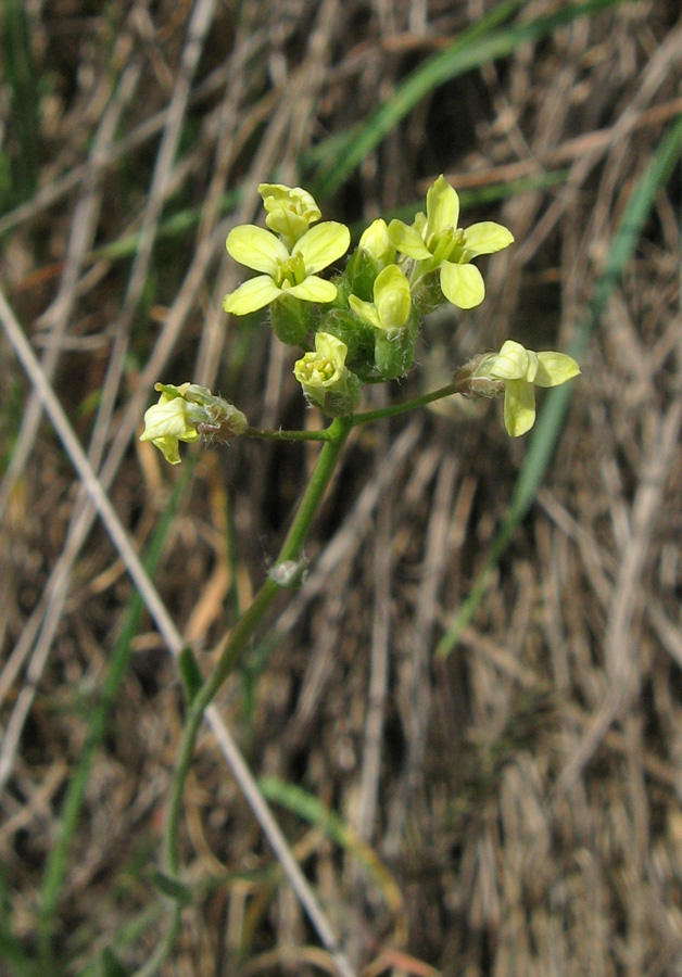 Image of genus Camelina specimen.