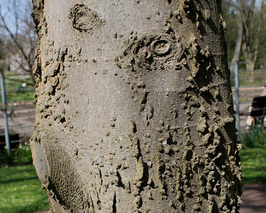 Image of Celtis australis specimen.