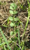 genus Cardamine