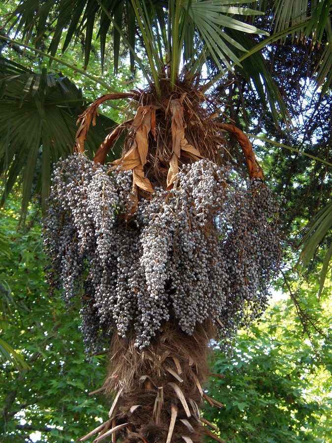 Image of Trachycarpus fortunei specimen.