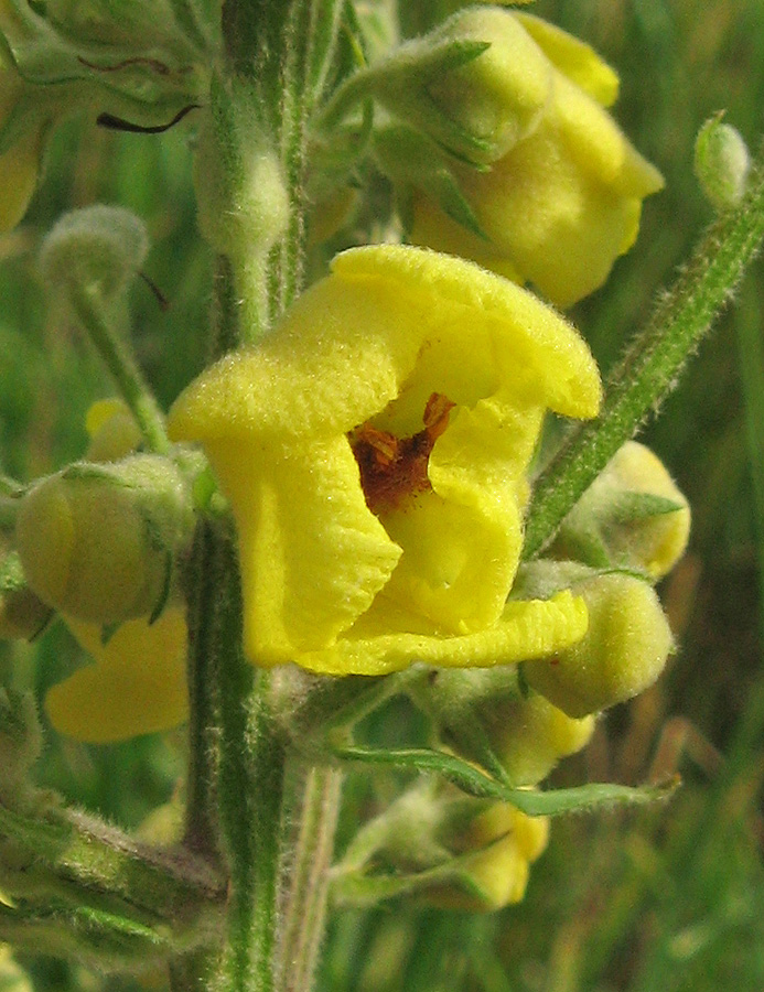 Image of Verbascum marschallianum specimen.