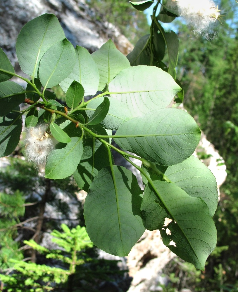 Изображение особи Salix jenisseensis.