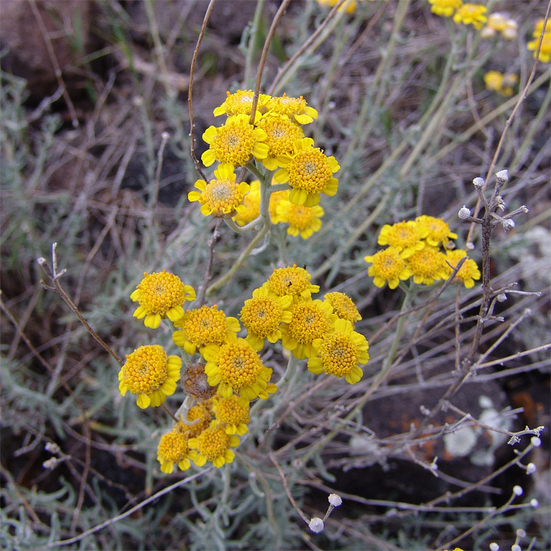 Image of Achillea vermicularis specimen.